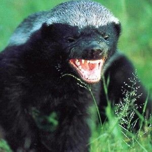 Meet your Posher, Kevin